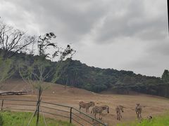 -沈阳森林动物园