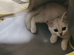 -佳雯宠物医院·皮肤科·内外科(春晓路分院)