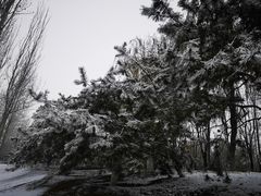 -大兴滨河森林公园