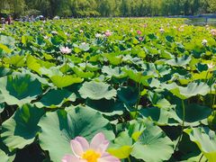 -莲花池公园