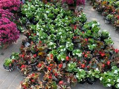 -大兴滨河森林公园