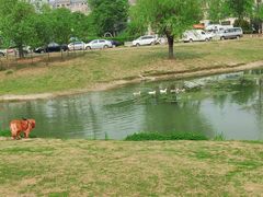 -两河城市森林公园