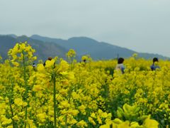 -新安江山水画廊风景区