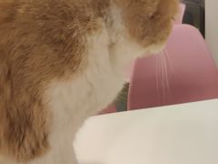 -三花喵·撸猫购宠·宠物生活馆(虹桥南丰城店)