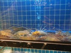 -浦东食品城(华诚大厦店)