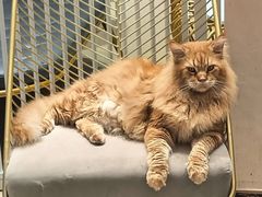 -藏猫猫咖啡主题馆(中央大道店)