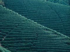 -龙坞茶村