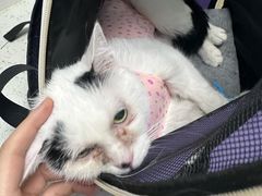 -纳吉亚猫专科动物诊疗中心(蒋宅口分院)