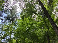 -五营红松林海景区