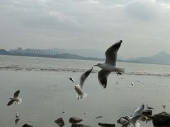 -深圳湾公园(南山区)