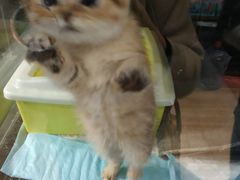 -喜狗宠物生活馆(岳州路店)