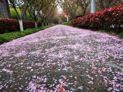 -高东镇樱花园