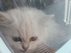 -伟伟宠物医院·瑞派猫友好医院·猫科(光谷店)