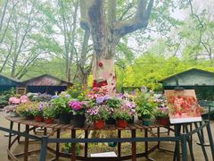 -上海共青森林公园