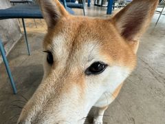 -HALO SOUL COFFEE·咖啡·甜品·简餐(嘉年华海信广场店)