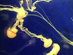 -上海海洋水族馆