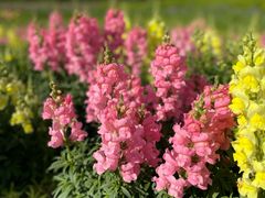 -春花秋色城市公园