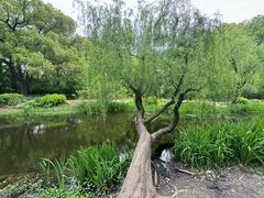 -上海共青森林公园