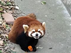 -合肥野生动物园