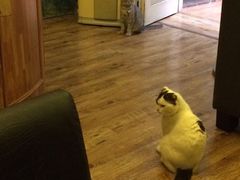 iphone_upload_pic-猫色咖啡·猫咖