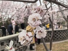 -桃花堤公园