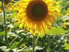 -长春公园(普阳街道)