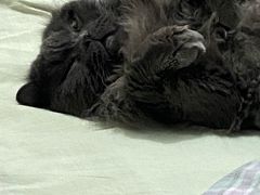 -美联众合动物医院·24h京西诊疗中心