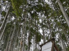 -桉树林A coffee 森林餐厅(三圣乡店)