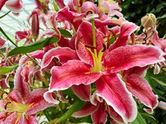 -上海鲜花港