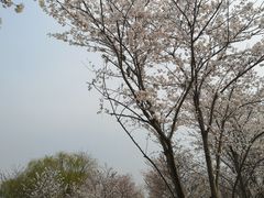-天王浮山樱花园