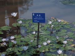 -中国科学院西双版纳热带植物园