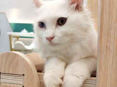 -飞行喵MR PILOT|猫舍·猫咖(静安大融城店)