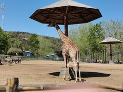 -大连森林动物园