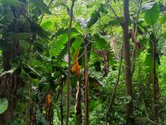 -西双版纳原始森林公园