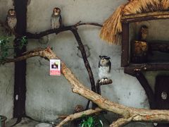 -吉隆坡雀鸟公园