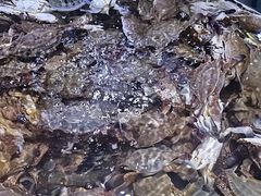 -聚盛源蒸汽海鲜火锅烤肉自助(巨川金海岸购物广场店)