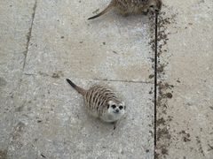 -合肥野生动物园