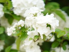 -上海滨江森林公园