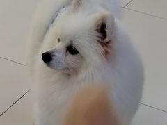 -怪兽屋·羊驼·猫咖·狗咖(俊华广场店)