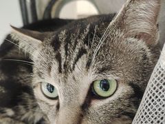 -艾吉宠物医院·疑难杂症转诊中心·猫友好(碧江路院)