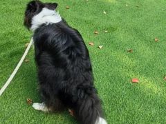 -宠爱多约克夏马尔济斯泰迪小型犬专卖