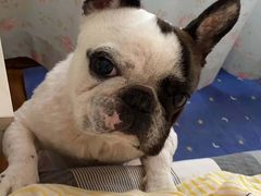 -佳雯宠物医院(四明中路分院)