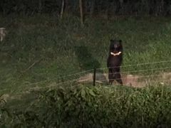 -清迈夜间动物园