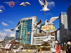 -海云台海滩