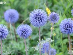 -白草畔自然风景区