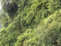 -湖州龙王山景区