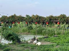 -同銮特种养殖场·龙虾垂钓