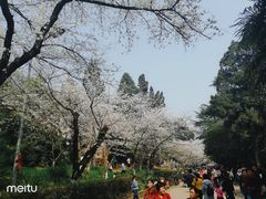 -武汉大学-樱园