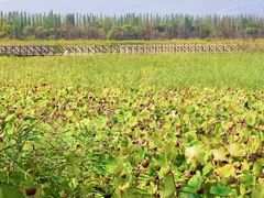 -野鸭湖国家湿地公园