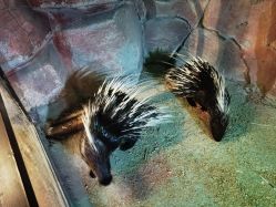 -酷嗒动物文化乐园(cutezoo西溪乐天城店)